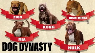 Hulk's Family Tree! Meet All The Dogs Of DDK9s | DOG DYNASTY