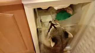 У енота охота на холодильник.