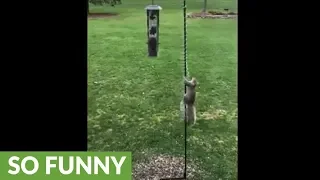 Clever squirrel outsmarts slinky at bird feeder