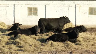 На ферме в Тамбовской области разводят быков абердин-ангусской породы