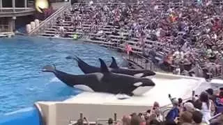 9..Шоу Касаток, киты-убийцы.SeaWorld in San Diego USA.