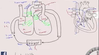 Überblick über das Herz-Kreislauf-System