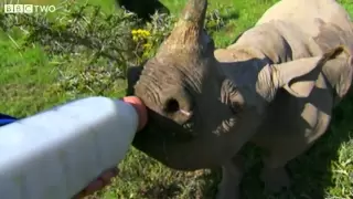 Stephen Fry Bottle Feeds A Cute Baby Rhino - Last Chance to See: Return Of The Rhino - BBC Two