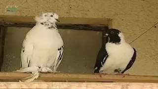 Breed pigeons