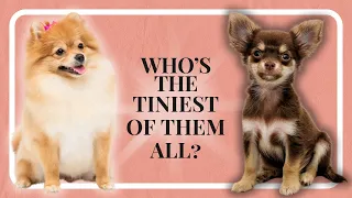 Who's the Tiniest of them all? Top 10 Smallest Dog Breeds