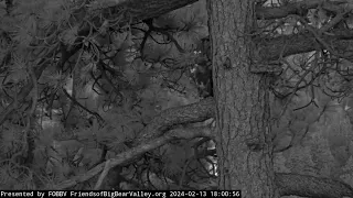 A sub adult bald eagle stays near the nest FOBBV CAM Big Bear Bald Eagle Live Nest Cam/Wide View Cam