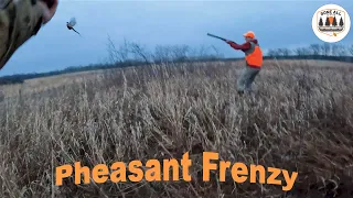 PHEASANT FRENZY!! - Pheasant Hunting WI Public Land w/o a dog!