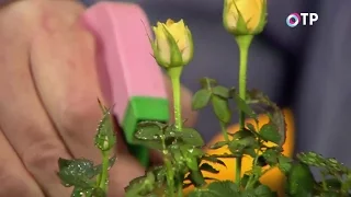 Пересадка и адаптация комнатных роз