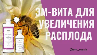 Как ЭМ-Вита помогает увеличить количество расплода пчел?