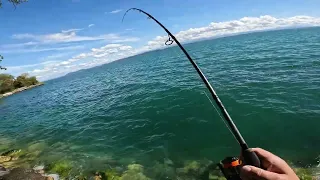 Les brochets du lac de Neuchâtel