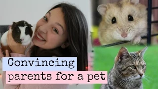 Convincing Your Parents For A PET | Hamster HorsesandCats