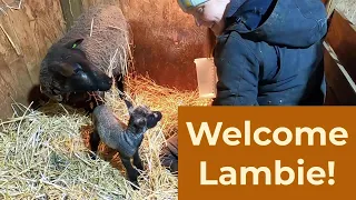 Lambing with our Shetland Sheep - Brunhilde's newborn, lactation management, and rooing shetland ewe
