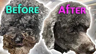 GROOMING a MATTED POODLE Mix Without Stress