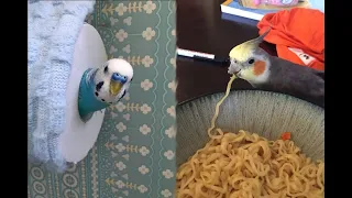 Hahaha Funny Parrots Videos Compilation cute moment of the animals - Cutest Parrots #3
