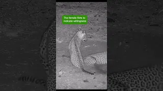 Leopard Mating Ritual