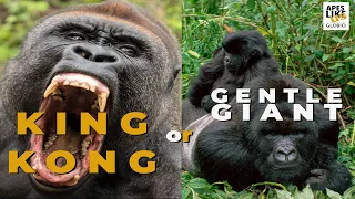 King Kong or Gentle Giant — World Gorilla Day 2021