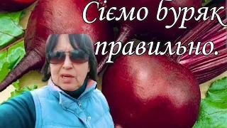 Сіємо буряк. Якщо хочете гарного врожаю, то зробіть так. Мій досвід.