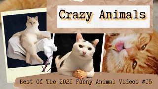 CRAZY ANIMALS - Best Of The 2021 Funny Animal Videos #05.      #cute.   #cats.  #dogs.  #animals.