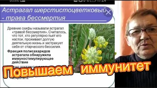 #ЕЙСК, #ДАЧИ #Повышаем иммунитет. Астрагал- трава бессмертия.