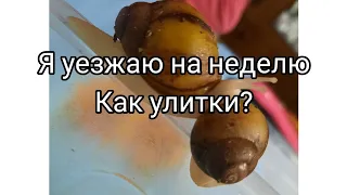 я должна уехать на 2 недели как будут улитки?#ахатина#улитка #ахатины #улика #улитка_ахатина_продам