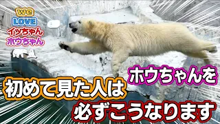 初めてホウちゃんを見に来た人の反応が面白い動画です。多分皆さんも初めてホウちゃんを見ると、この人たちと同じ様になります。どうぞ疑似体験してくださいね。【イッちゃんホウちゃん】