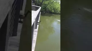 Flagra incrível de uma mãe Pato com pequenos patinhos em ato de coragem e amor ao se lançar no lago