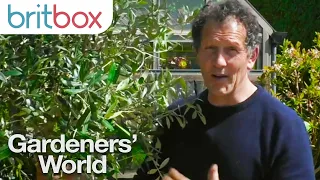Monty Don Shows How to Pot Your Olive Tree Correctly | Gardeners' World