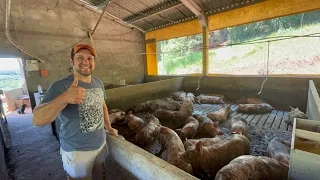 CRIANDO PORCO -UMA GRANJA COM 1 400 SUÍNOS EM IOMERÊ