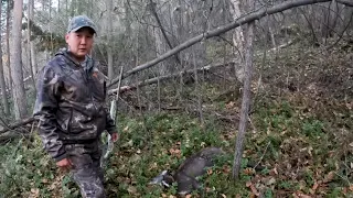 Долгожданная охота на изюбря на реву в Юго-Западной Якутии 2 серия добыли самца кабарги.