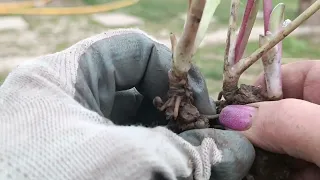 Ділимо чемерник. Ділення морозника.