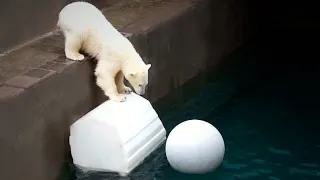 Медвежонок Белка плавая в бассейне пытается покорить большой, белый шар.