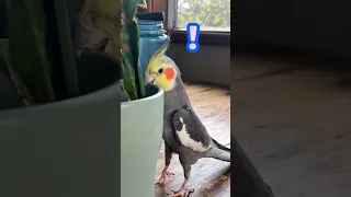 This bird is NOT a fan of people! ...Yet. | Dodo Kids