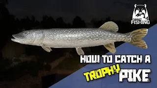 Russian Fishing 4 - Akhtuba River - How to catch a Pike trophy
