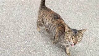 The Stray Cat Meows Loudly Because It Is Very Hungry.