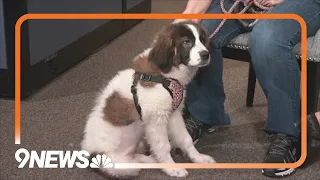 Petline9: Valentina is a 7-month-old puppy looking for a forever home