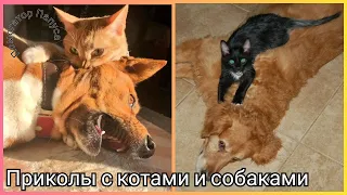 САМЫЕ ЛУЧШИЕ ПРИКОЛЫ С КОТАМИ 😻 СМЕШНЫЕ СОБАКИ 🐶 ГОВОРЯЩИЕ КОТЫ 🤪 ПРИКОЛЫ С ЖИВОТНЫМИ 😀