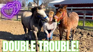 Obstacle Course Training With My Two Playful Foals!