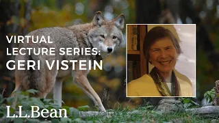 Coyote: America’s Songdog | Geri Vistein | L.L.Bean Speaker Series