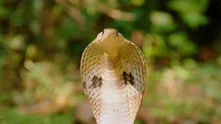 The Powerful Venom of the Spectacled Cobra | Kratt Brothers #Shorts
