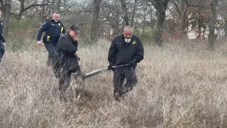 Coyote captured after Arlington park attacks: What we know