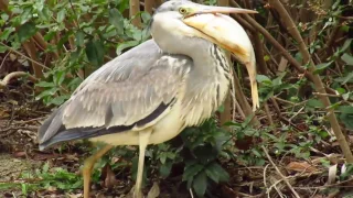 若アオサギちゃんのお食事 meal of Grey heron