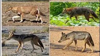 All jackal species