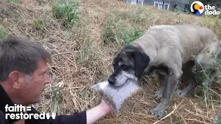 Woman Spends 3 Years Trying To Catch Stray Dog | The Dodo Faith = Restored