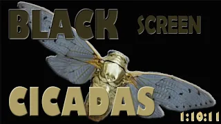 ASМR 1:10 a.m. Black Screen & Chirping of night Cicadas