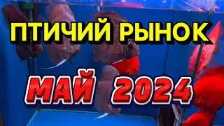 ПТИЧИЙ РЫНОК, САДОВОД. Москва. ОБЗОР МАЙ 2024. Редкие и интересные рыбы. Ассортимент птичьего рынка.