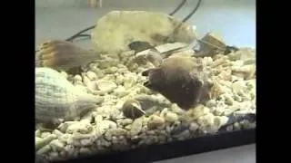 Snail jumping