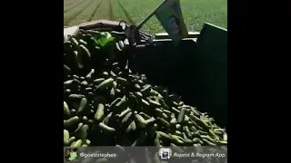 Bulk and machine harvesting of smaller cucumbers