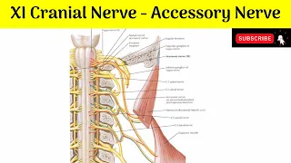 XI Cranial Nerve - Accessory Nerve | Roots | Deep & Superficial Origins | Course | Distribution |