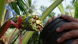 150 years of history!!!Coconut sugar production-Thai Street Food