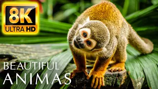 BEAUTIFUL ANIMALS 8K ULTRA HD •With Super Relaxing Animal Sounds and Nature Sounds TV 8K